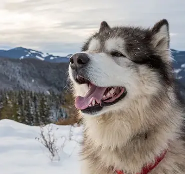 are alaskan malamutes dangerous